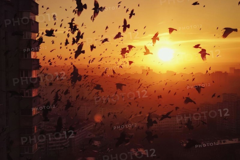 A flock of rooks, ravens flies over an urban area, AI generated, AI generated, AI generated