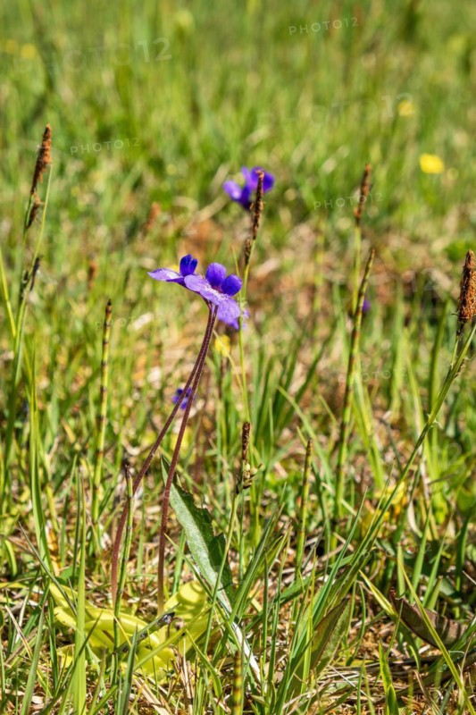 Butterwort (Pinguicula vulgaris) in bloom it's an insectivorous plant on a wet meadow