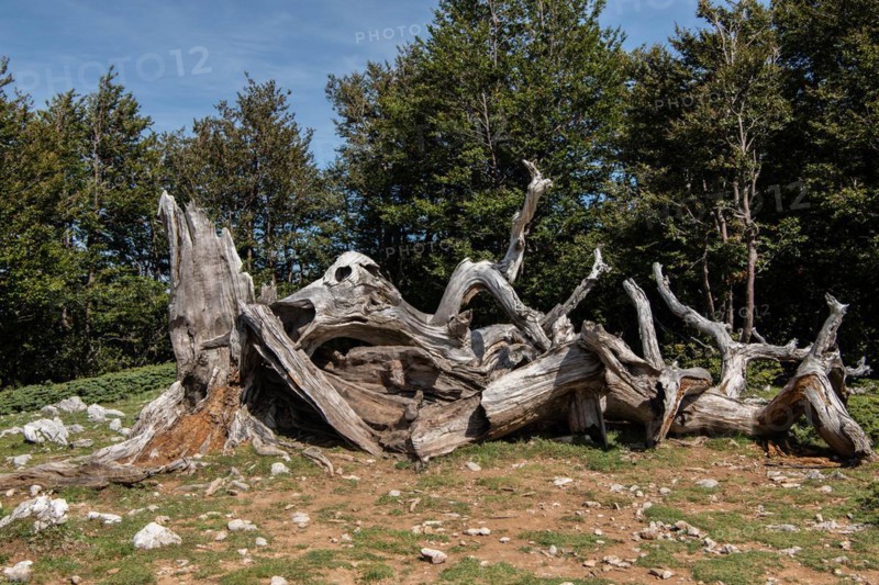 Pollino national park, Pinus heldreichii, italy