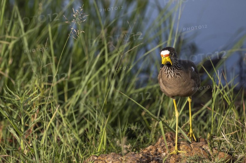 African wattled lapwing (Vanellus senegallus), Mziki Private Game Reserve, North West Province, South Africa, Africa