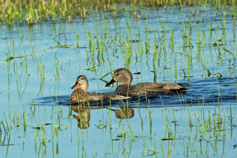 Gadwall two birds swimming next to each other in water left looking
