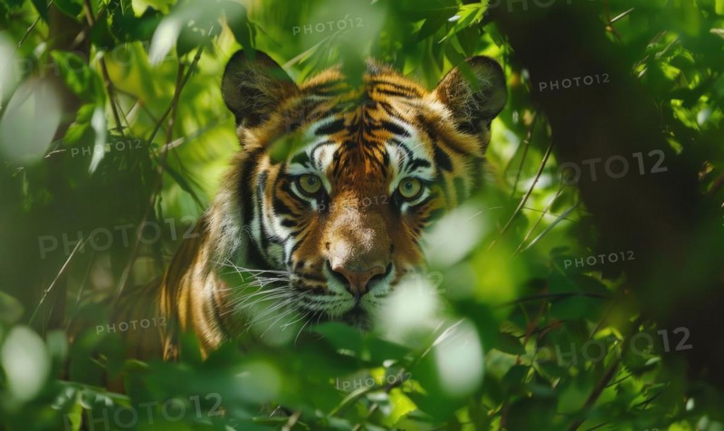 The Siberian tiger in the forest AI generated