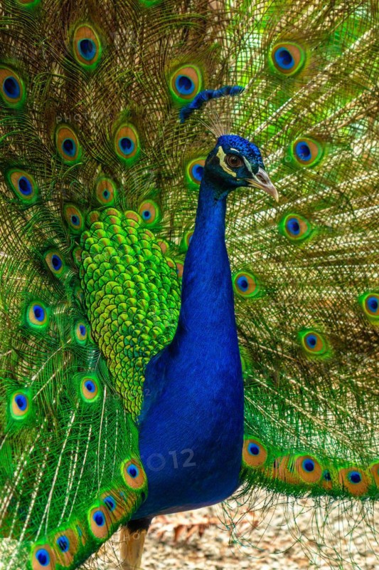 A blue and green peacock is standing in a field. The peacock is the center of attention and is surrounded by its beautiful feathers. Concept of serenity and natural beauty