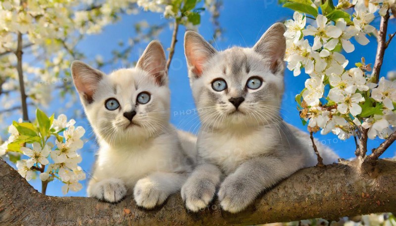 KI generated, animal, animals, mammal, mammals, cat, felidae (Felis catus), two kittens resting in a fruit tree, tree blossom, spring, summer