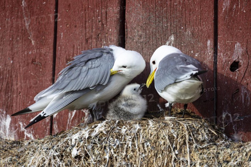 Black-legged kittiwake (Rissa tridactyla), breeding pair with chicks on nest on house facade, Vardo, Varanger, Finnmark, Norway, Europe