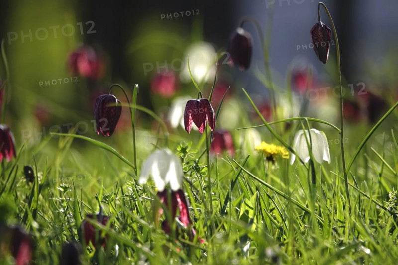Enchanting chequerboard flowers, April, Germany, Europe