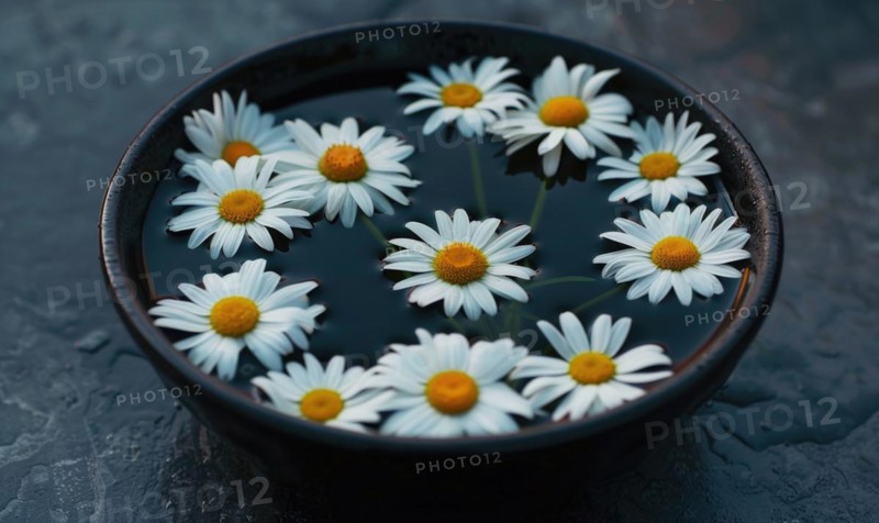 Daisies floating in a bowl of water, close up AI generated