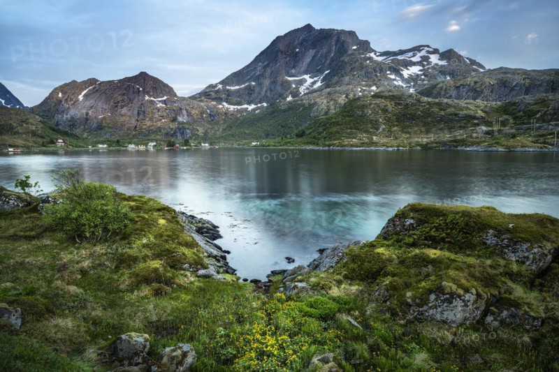 Landscape on the Lofoten Islands. View of the sea, Kakersundet, and the mountain Narvtinden on Moskenesoya. In the foreground on the meadow yellow blooming marsh marigolds (Caltha palustris), at night at the time of the midnight sun in good weather, some clouds in the sky. Early summer. Location Flakstadoya, Lofoten, Norway, Europe