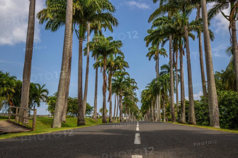 The famous palm avenue l'Allee Dumanoir. Landscape shot from the centre of the street into the avenue. Taken on a changeable day on Grand Terre, Guadeloupe, Caribbean, North America