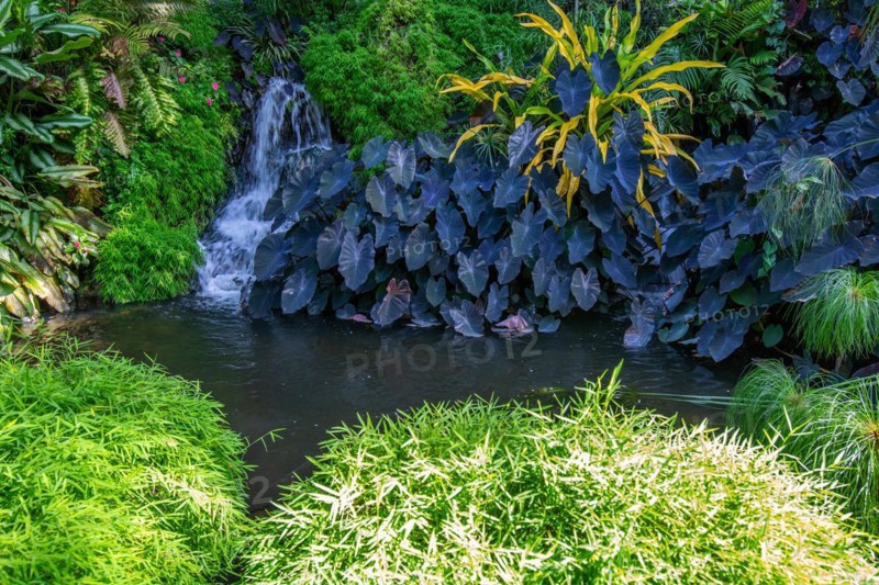 Jardin Botaniqu de Deshaies, botanical garden with flora and fauna in Guadeloupe, Caribbean, French Antilles