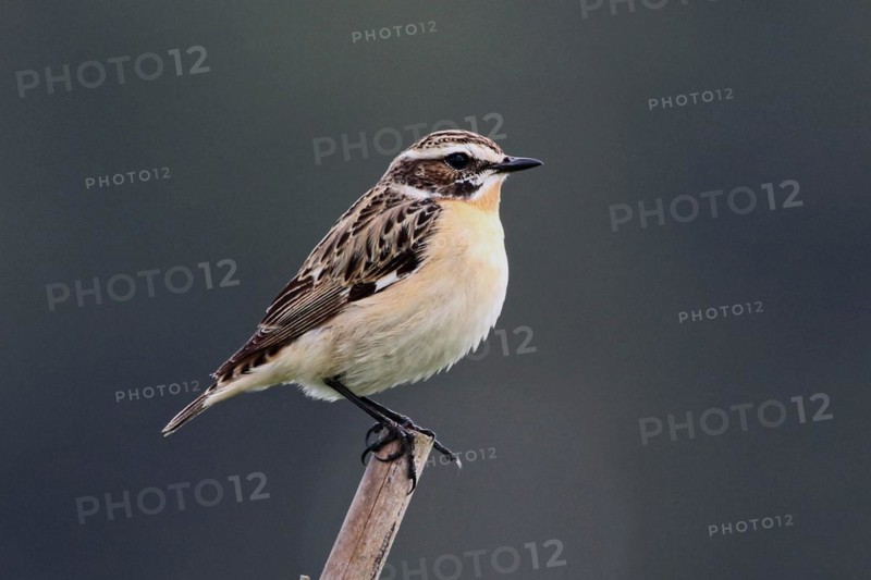 Whinchat sitting on post looking right
