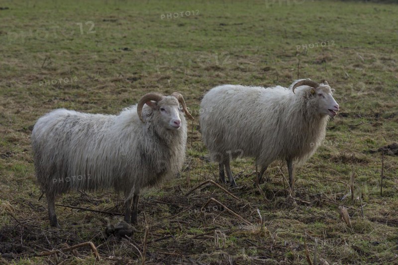 Moorland sheep on the pasture, Mecklenburg-Western Pomerania, Germany, Europe