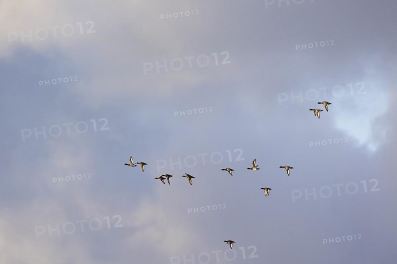 Greater scaup (Aythya marila), small flock in flight, Laanemaa, Estonia, Europe