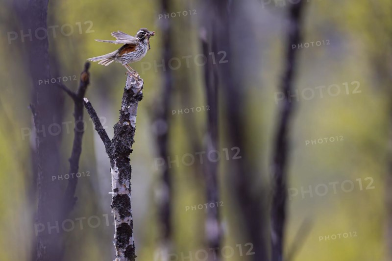 Redwing (Turdus iliacus) with earthworms in its beak, Varanger, Finnmark, Norway, Europe