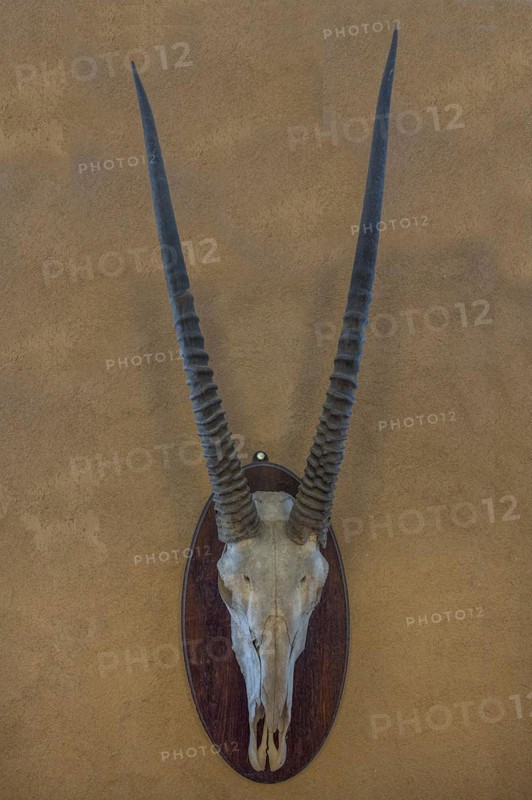 Hunting trophy of an antelope skull on a wall, hunted in 1912 in former German South West Africa, Mecklenburg-Western Pomerania, Germany, Europe