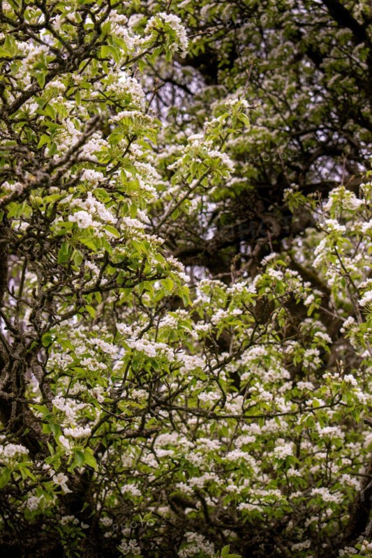 Branches of a pear tree (Pyrus communis) with white blossoms, Neubeuern, Germany, Europe