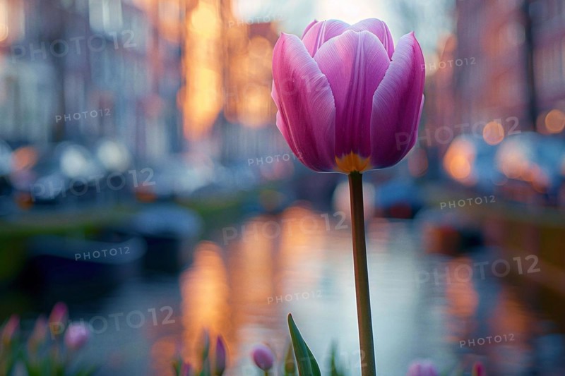 Single pink tulip against a soft-focused Amsterdam canal at sunset, AI generated