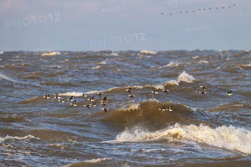 Long-tailed duck (Clangula hyemalis), small flock in flight over turbulent sea, Laanemaa, Estonia, Europe