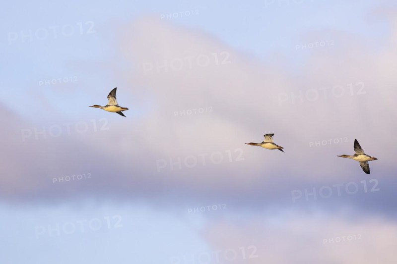 Red-breasted Merganser (Mergus serrator), small flock in flight, Laanemaa, Estonia, Europe