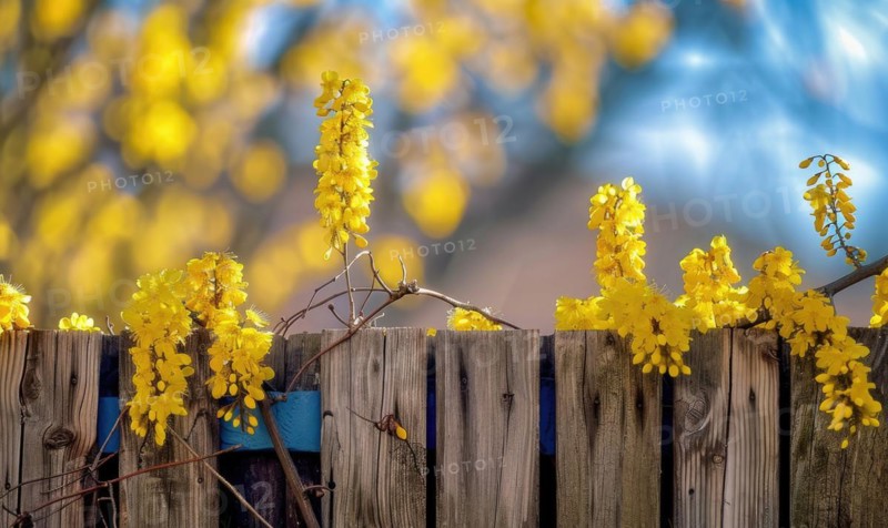 Laburnum branches cascading over a wooden fence AI generated