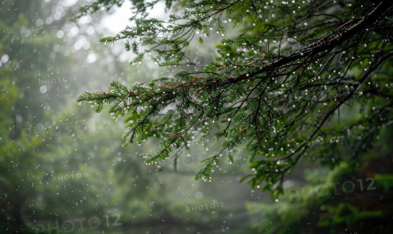 Closeup view on cedar branch in rain drops, bokeh background AI generated