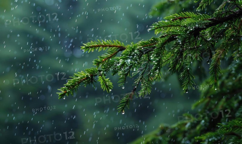 Closeup view on cedar branch in rain drops, bokeh background AI generated