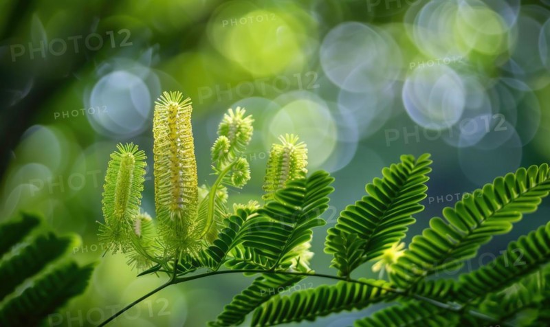 A close-up view of Mimosa seed pods against a blurred background of lush foliage AI generated