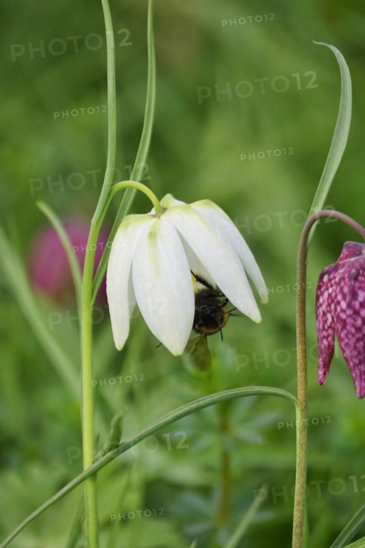 Charming chequerboard flower, spring, Germany, Europe