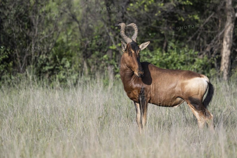 Red hartebeest (Alcelaphus buselaphus caama), Mziki Private Game Reserve, North West Province, South Africa, Africa