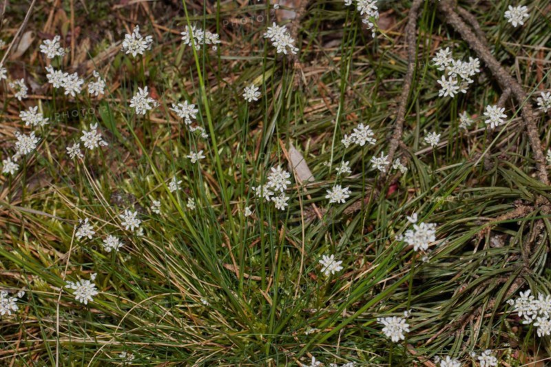Farmer's mustard many green panicles with open white flowers next to each other