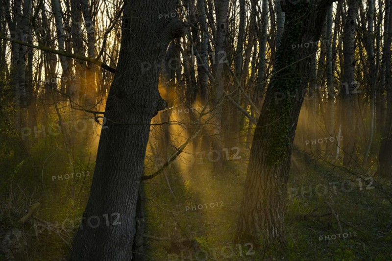 Morning atmosphere, sun, fog, forest, trees, Lower Austria