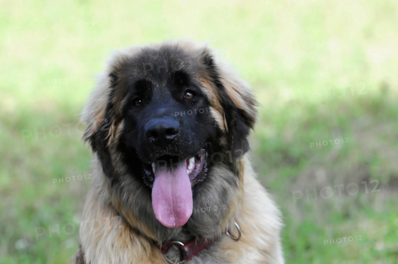 Leonberger dog, frontal view of a dog with its tongue sticking out in a meadow, Leonberger dog, Schwaebisch Gmuend, Baden-Wuerttemberg, Germany, Europe