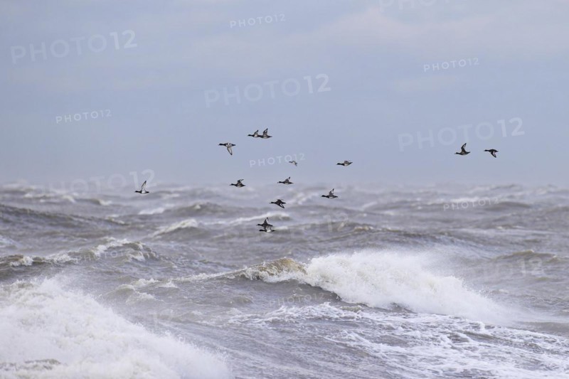 Greater scaup (Aythya marila), small flock in flight over turbulent sea, Laanemaa, Estonia, Europe