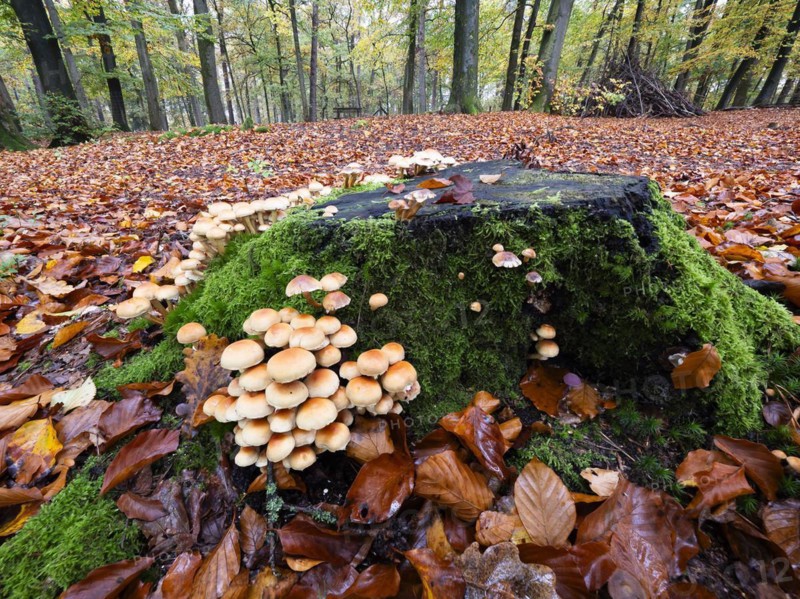 Group of green-leaved sulphur-head (Hypholoma fasciculare) growing on a tree trunk, North Rhine-Westphalia, Germany, Europe
