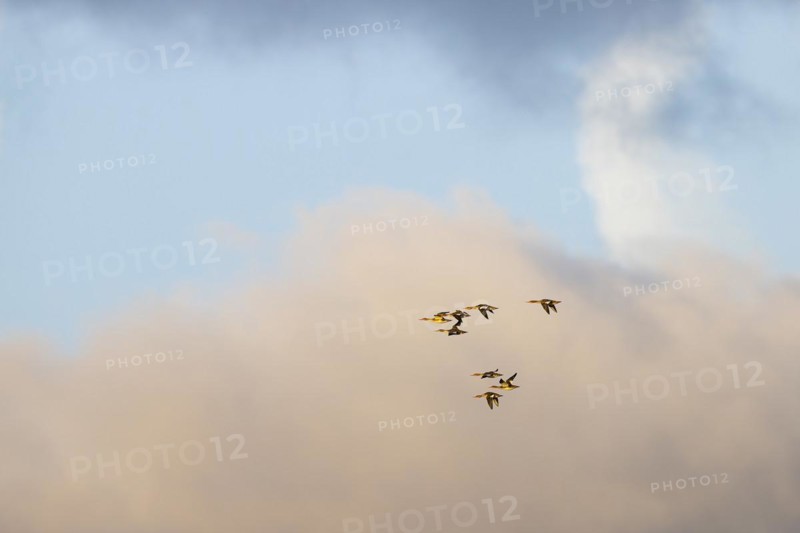 Red-breasted Merganser (Mergus serrator), small flock in flight, Laanemaa, Estonia, Europe