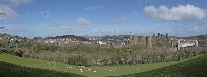 Sheep, lambs, castle, bridge, panoramic shot, Photomerge, Conwy, Wales, Great Britain