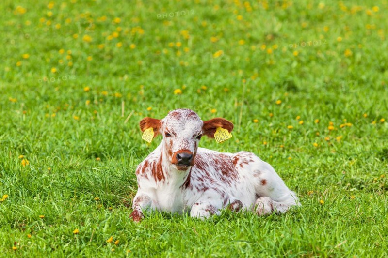 Young cow calf lies and ruminates in a meadow, Sweden, Europe