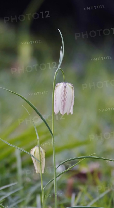 Charming chequerboard flower, spring, Germany, Europe