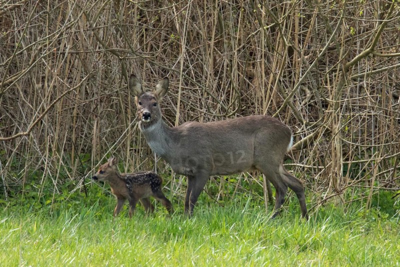 Deer female with young in green grass in front of reed bed standing next to each other looking left