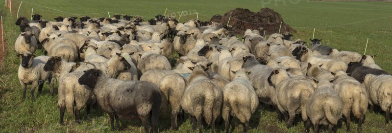 Black-headed domestic sheep (Ovis gmelini aries) waiting in the pen in front of the new pasture, Mecklenburg-Vorpommern, Germany, Europe