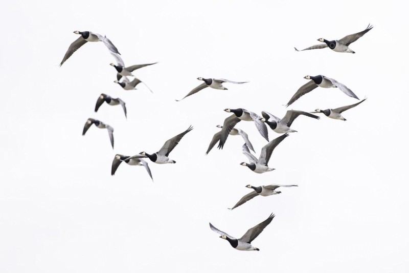 Barnacle goose (Branta leucopsis), small flock in flight, Laanemaa, Estonia, Europe