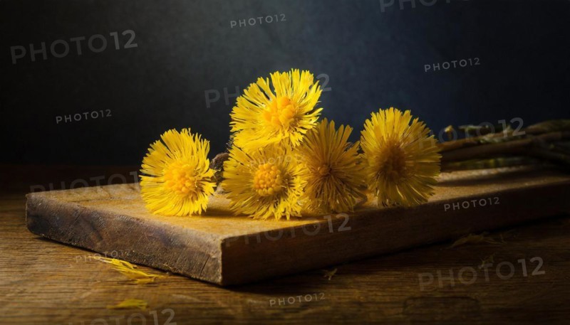 The photo shows yellow coltsfoot flowers arranged on a wooden background with shade, medicinal plant coltsfoot, Tussilago farfara, KI generated, AI generated