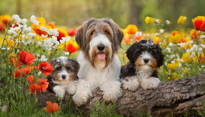 Ai generated, animal, animals, mammal, mammals, one, single animal, bobtail, (Canis lupus familiaris), dog, dogs, bitch, dog breed from England, three animals, one bitch and two puppies