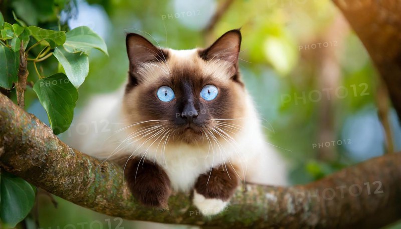 AI generated, animal, animals, mammal, mammals, cat, felidae (Felis catus), a cat resting on a tree