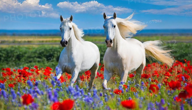 KI generated, A horse, horses, Arabian, in front of a blue sky, thoroughbred Arabian, AV, Arabian thoroughbred, (Eqqus ferus caballus), running in a meadow with colourful flowers