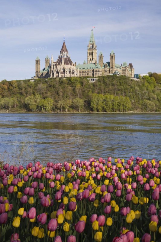 Bed of pink and yellow Tulipa, Tulips plus Chateau Laurier and Canadian Parliament buildings across the Ottawa river in spring, Ottawa, Ontario, Canada, North America