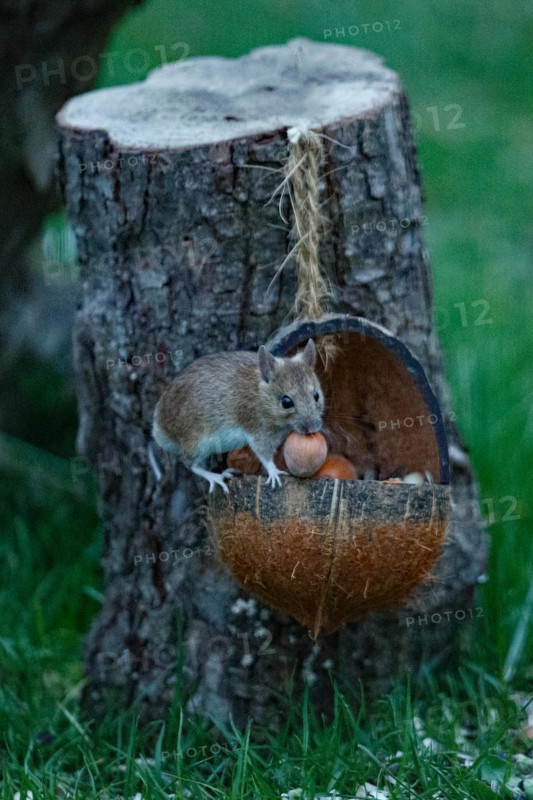 Wood mouse with nut in mouth in food bowl sitting in front of tree trunk looking from the front