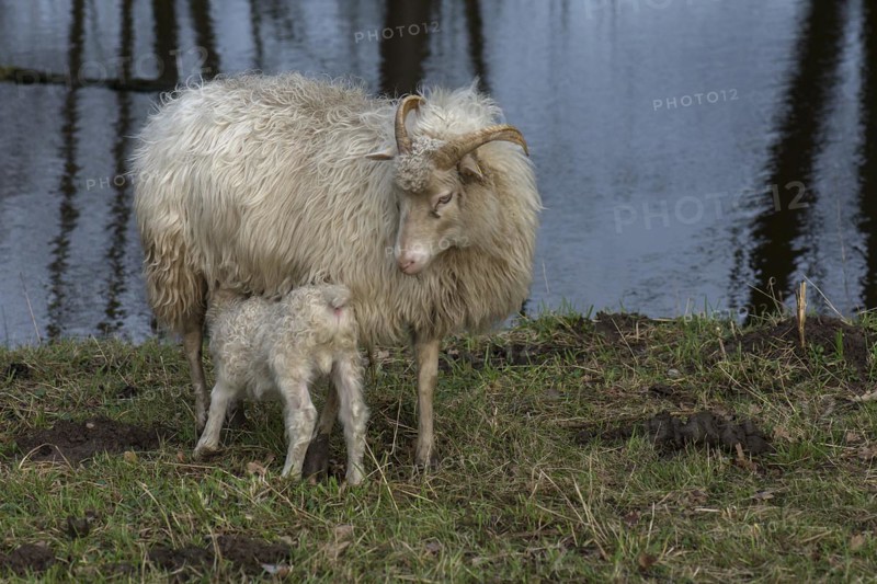 Moorschnucken lamb (Ovis aries) suckling with its mother in the pasture by a pond, Mecklenburg-Vorpommern, Germany, Europe