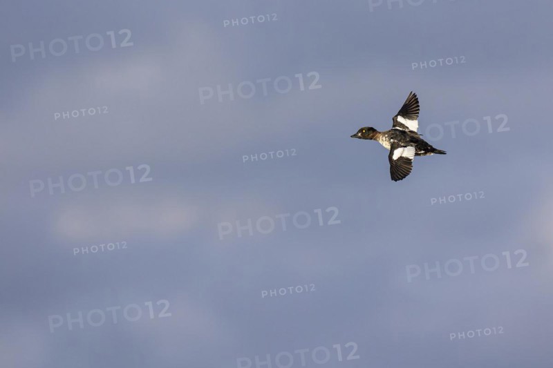 Common goldeneye (Bucephala clangula), female in flight, Laanemaa, Estonia, Europe