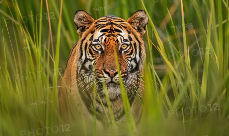 A Bengal tiger prowling through tall grass in its native habitat AI generated